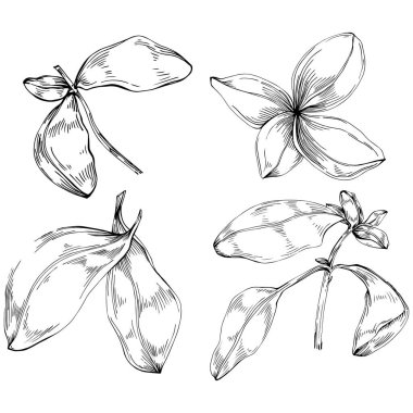 Basil vektörü izole edildi. Bitki oymalı stil illüstrasyon. Detaylı organik ürün skeci. Tasarım logosu, menü, etiket, simge, pul için en iyisi.