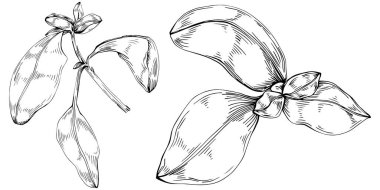 Basil vektörü izole edildi. Bitki oymalı stil illüstrasyon. Detaylı organik ürün skeci. Tasarım logosu, menü, etiket, simge, pul için en iyisi.