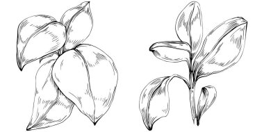 Basil vektörü izole edildi. Bitki oymalı stil illüstrasyon. Detaylı organik ürün skeci. Tasarım logosu, menü, etiket, simge, pul için en iyisi.