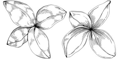 Basil vektörü izole edildi. Bitki oymalı stil illüstrasyon. Detaylı organik ürün skeci. Tasarım logosu, menü, etiket, simge, pul için en iyisi.