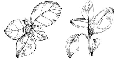 Basil vektörü izole edildi. Bitki oymalı stil illüstrasyon. Detaylı organik ürün skeci. Tasarım logosu, menü, etiket, simge, pul için en iyisi.