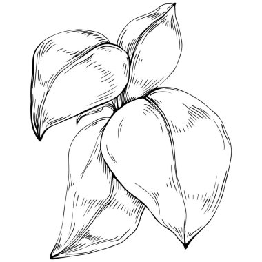 Basil vektörü izole edildi. Bitki oymalı stil illüstrasyon. Detaylı organik ürün skeci. Tasarım logosu, menü, etiket, simge, pul için en iyisi.