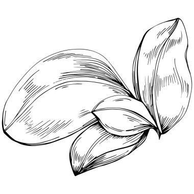 Basil vektörü izole edildi. Bitki oymalı stil illüstrasyon. Detaylı organik ürün skeci. Tasarım logosu, menü, etiket, simge, pul için en iyisi.