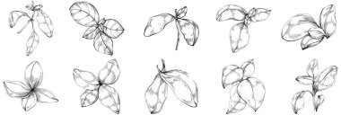 Basil vektörü izole edildi. Bitki oymalı stil illüstrasyon. Detaylı organik ürün skeci. Tasarım logosu, menü, etiket, simge, pul için en iyisi.