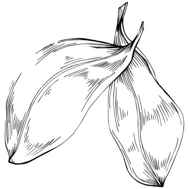 Basil vektörü izole edildi. Bitki oymalı stil illüstrasyon. Detaylı organik ürün skeci. Tasarım logosu, menü, etiket, simge, pul için en iyisi.