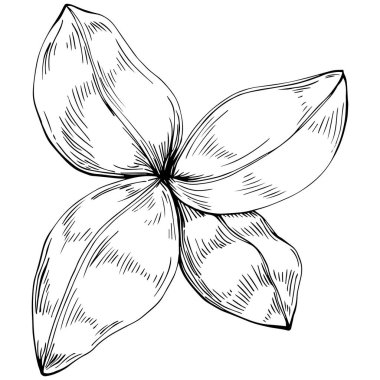 Basil vektörü izole edildi. Bitki oymalı stil illüstrasyon. Detaylı organik ürün skeci. Tasarım logosu, menü, etiket, simge, pul için en iyisi.