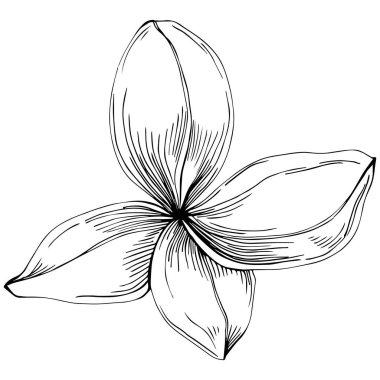 Basil vektörü izole edildi. Bitki oymalı stil illüstrasyon. Detaylı organik ürün skeci. Tasarım logosu, menü, etiket, simge, pul için en iyisi.