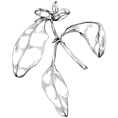 Basil vektörü izole edildi. Bitki oymalı stil illüstrasyon. Detaylı organik ürün skeci. Tasarım logosu, menü, etiket, simge, pul için en iyisi.