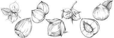 Fındık, fındık, hindistan cevizi, elle çizilmiş Vektör İllüstrasyonu beyaz arka planda izole edilmiş. Restoran menüsü, market etiketi, logo, amblem ve mutfak tasarımı için Retro style tarım ürünü. Yemek için dekorasyon.