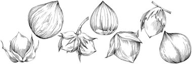 Fındık, fındık, hindistan cevizi, elle çizilmiş Vektör İllüstrasyonu beyaz arka planda izole edilmiş. Restoran menüsü, market etiketi, logo, amblem ve mutfak tasarımı için Retro style tarım ürünü. Yemek için dekorasyon.