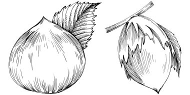 Fındık, fındık, hindistan cevizi, elle çizilmiş Vektör İllüstrasyonu beyaz arka planda izole edilmiş. Restoran menüsü, market etiketi, logo, amblem ve mutfak tasarımı için Retro style tarım ürünü. Yemek için dekorasyon.