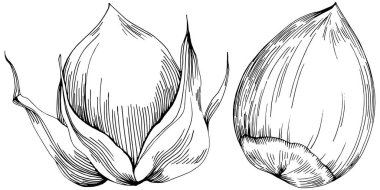 Fındık, fındık, hindistan cevizi, elle çizilmiş Vektör İllüstrasyonu beyaz arka planda izole edilmiş. Restoran menüsü, market etiketi, logo, amblem ve mutfak tasarımı için Retro style tarım ürünü. Yemek için dekorasyon.