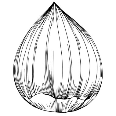 Fındık, fındık, hindistan cevizi, elle çizilmiş Vektör İllüstrasyonu beyaz arka planda izole edilmiş. Restoran menüsü, market etiketi, logo, amblem ve mutfak tasarımı için Retro style tarım ürünü. Yemek için dekorasyon.