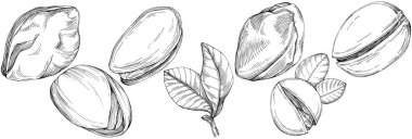 Pistachio hand-drawn Vector Illustration isolated on white background. Retro style farm product for restaurant menu, market label, logo, emblem and kitchen design. Decoration for food