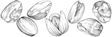 Pistachio hand-drawn Vector Illustration isolated on white background. Retro style farm product for restaurant menu, market label, logo, emblem and kitchen design. Decoration for food