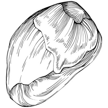 Pistachio hand-drawn Vector Illustration isolated on white background. Retro style farm product for restaurant menu, market label, logo, emblem and kitchen design. Decoration for food