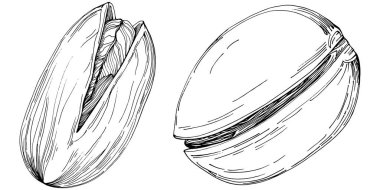 Pistachio hand-drawn Vector Illustration isolated on white background. Retro style farm product for restaurant menu, market label, logo, emblem and kitchen design. Decoration for food