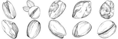 Pistachio hand-drawn Vector Illustration isolated on white background. Retro style farm product for restaurant menu, market label, logo, emblem and kitchen design. Decoration for food