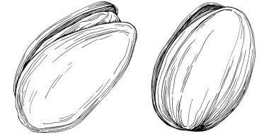 Pistachio hand-drawn Vector Illustration isolated on white background. Retro style farm product for restaurant menu, market label, logo, emblem and kitchen design. Decoration for food