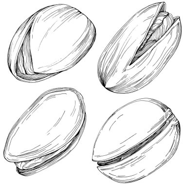 Pistachio hand-drawn Vector Illustration isolated on white background. Retro style farm product for restaurant menu, market label, logo, emblem and kitchen design. Decoration for food