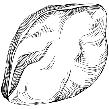 Pistachio hand-drawn Vector Illustration isolated on white background. Retro style farm product for restaurant menu, market label, logo, emblem and kitchen design. Decoration for food