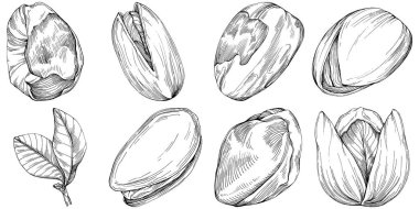 Pistachio hand-drawn Vector Illustration isolated on white background. Retro style farm product for restaurant menu, market label, logo, emblem and kitchen design. Decoration for food