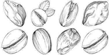 Pistachio hand-drawn Vector Illustration isolated on white background. Retro style farm product for restaurant menu, market label, logo, emblem and kitchen design. Decoration for food