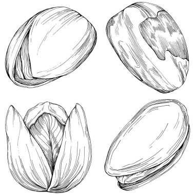 Pistachio hand-drawn Vector Illustration isolated on white background. Retro style farm product for restaurant menu, market label, logo, emblem and kitchen design. Decoration for food