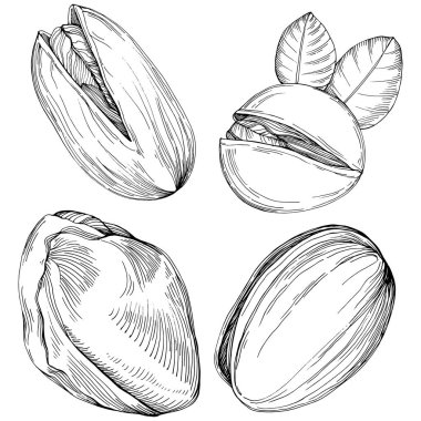 Pistachio hand-drawn Vector Illustration isolated on white background. Retro style farm product for restaurant menu, market label, logo, emblem and kitchen design. Decoration for food