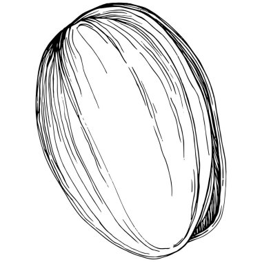 Pistachio hand-drawn Vector Illustration isolated on white background. Retro style farm product for restaurant menu, market label, logo, emblem and kitchen design. Decoration for food