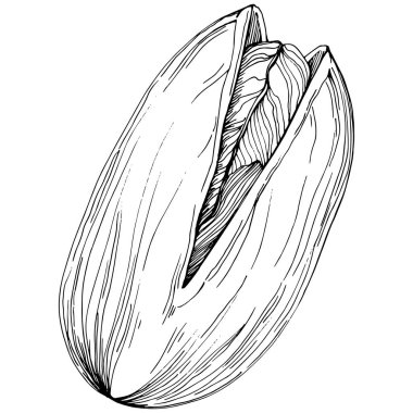 Pistachio hand-drawn Vector Illustration isolated on white background. Retro style farm product for restaurant menu, market label, logo, emblem and kitchen design. Decoration for food