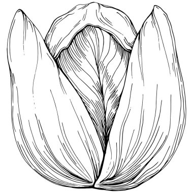 Pistachio hand-drawn Vector Illustration isolated on white background. Retro style farm product for restaurant menu, market label, logo, emblem and kitchen design. Decoration for food