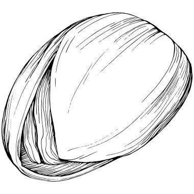 Pistachio hand-drawn Vector Illustration isolated on white background. Retro style farm product for restaurant menu, market label, logo, emblem and kitchen design. Decoration for food