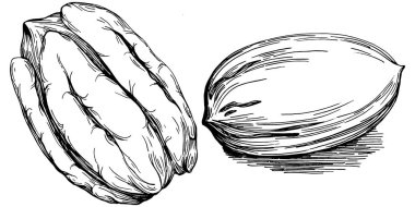 Ceviz elle çizilmiş Vektör İllüstrasyonu beyaz arkaplanda izole edildi. Restoran menüsü, market etiketi, logo, amblem ve mutfak tasarımı için Retro style tarım ürünü. Yiyecek ambalajı için dekorasyon.