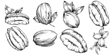 Ceviz elle çizilmiş Vektör İllüstrasyonu beyaz arkaplanda izole edildi. Restoran menüsü, market etiketi, logo, amblem ve mutfak tasarımı için Retro style tarım ürünü. Yiyecek ambalajı için dekorasyon.