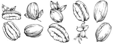 Ceviz elle çizilmiş Vektör İllüstrasyonu beyaz arkaplanda izole edildi. Restoran menüsü, market etiketi, logo, amblem ve mutfak tasarımı için Retro style tarım ürünü. Yiyecek ambalajı için dekorasyon.