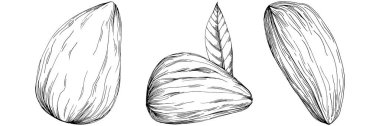 Almond hand-drawn Vector Illustration isolated on white background. Retro style farm product for restaurant menu, market label, logo, emblem and kitchen design. Decoration for food.