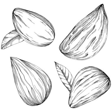 Almond hand-drawn Vector Illustration isolated on white background. Retro style farm product for restaurant menu, market label, logo, emblem and kitchen design. Decoration for food.