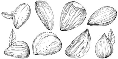 Almond hand-drawn Vector Illustration isolated on white background. Retro style farm product for restaurant menu, market label, logo, emblem and kitchen design. Decoration for food.