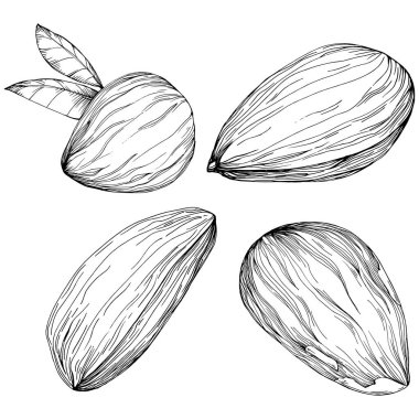 Almond hand-drawn Vector Illustration isolated on white background. Retro style farm product for restaurant menu, market label, logo, emblem and kitchen design. Decoration for food.