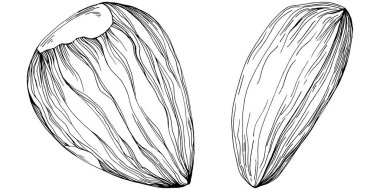 Almond hand-drawn Vector Illustration isolated on white background. Retro style farm product for restaurant menu, market label, logo, emblem and kitchen design. Decoration for food.