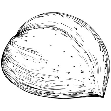 Almond hand-drawn Vector Illustration isolated on white background. Retro style farm product for restaurant menu, market label, logo, emblem and kitchen design. Decoration for food.