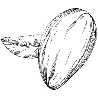 Almond hand-drawn Vector Illustration isolated on white background. Retro style farm product for restaurant menu, market label, logo, emblem and kitchen design. Decoration for food.