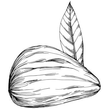 Almond hand-drawn Vector Illustration isolated on white background. Retro style farm product for restaurant menu, market label, logo, emblem and kitchen design. Decoration for food.