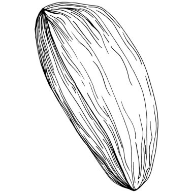 Almond hand-drawn Vector Illustration isolated on white background. Retro style farm product for restaurant menu, market label, logo, emblem and kitchen design. Decoration for food.