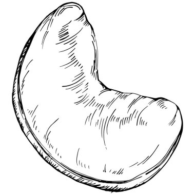 Cashew hand-drawn vector isolated on white background. Retro style farm product for restaurant menu, market label, logo, emblem and kitchen design. Decoration for food packaging.