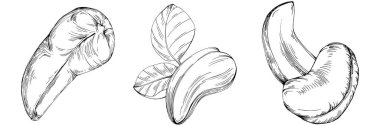 Cashew hand-drawn vector isolated on white background. Retro style farm product for restaurant menu, market label, logo, emblem and kitchen design. Decoration for food packaging.