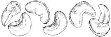 Cashew hand-drawn vector isolated on white background. Retro style farm product for restaurant menu, market label, logo, emblem and kitchen design. Decoration for food packaging.