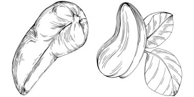 Cashew hand-drawn vector isolated on white background. Retro style farm product for restaurant menu, market label, logo, emblem and kitchen design. Decoration for food packaging.