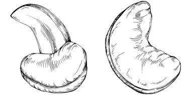 Cashew hand-drawn vector isolated on white background. Retro style farm product for restaurant menu, market label, logo, emblem and kitchen design. Decoration for food packaging.